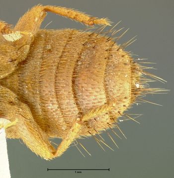 Media type: image;   Entomology 29109 Aspect: abdomen ventral view